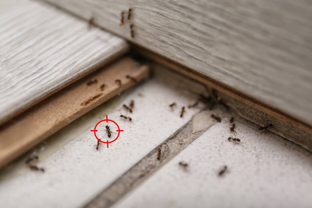 Best Local Pest Control Services  in Tehachapi, CA