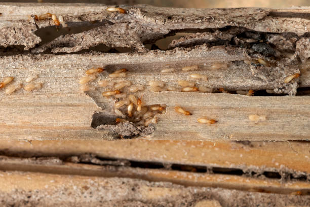  Tehachapi, CA Pest Control Pros