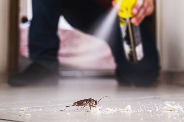 Best Termite Control Services  in Tehachapi, CA